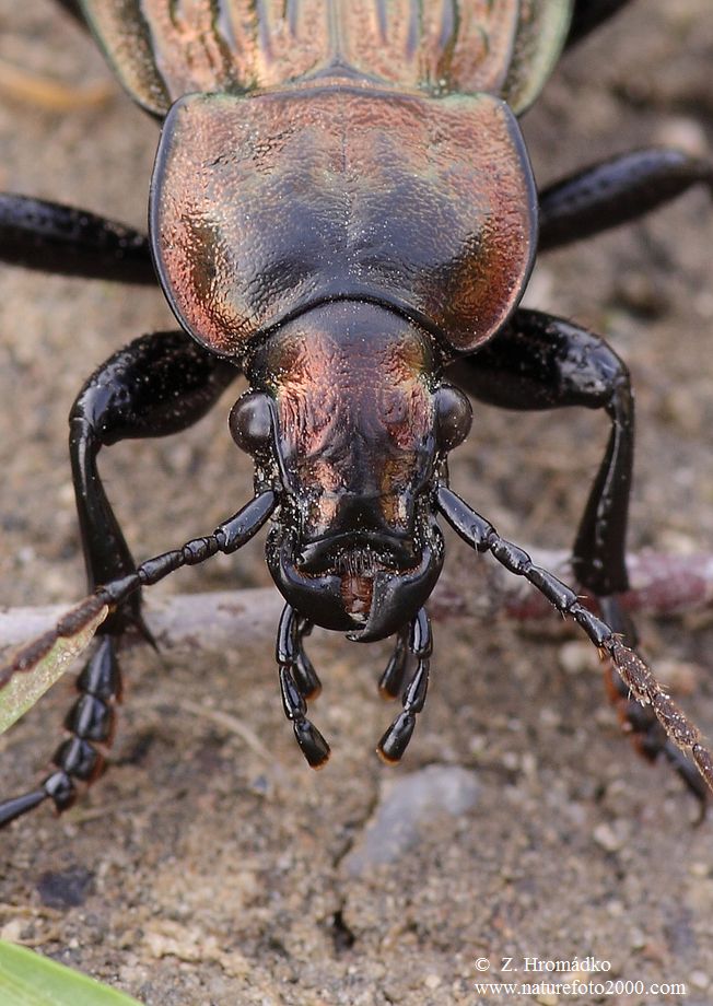 střevlík Ullrichův, Eucarabus ullrichii Germar, 1824, Carabidae (Brouci, Coleoptera)